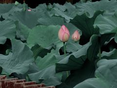 -陈家山荷花公园