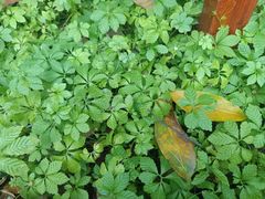 -广西壮族自治区药用植物园