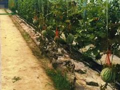 -洪湖家庭农场·团建·露营·会议