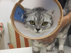 -创凡宠物医院·骨专科  猫科中心(西乡分院)