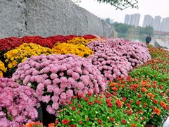 -青枫公园