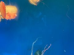 -南昌融创海世界