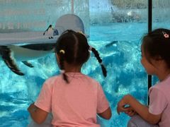 -帝企鹅自助餐厅•儿童岛•真企鹅(长隆企鹅酒店)