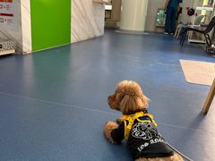 -佩兹宠物医院肿瘤专科·眼科·牙科(黄浦店)