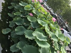 -白洋淀景区