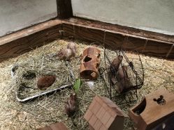 -造物庄园 萌宠纪(苏州湾歌林公园店)