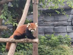 -成都动物园