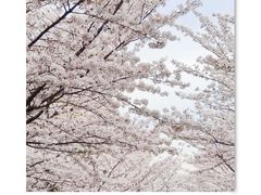 -高东镇樱花园