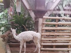 -正佳雨林生态植物园