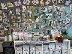 -爱妮康宠物医院·干细胞免疫细胞·肿瘤·心脏(张江店)