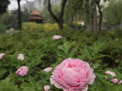 -西苑公园
