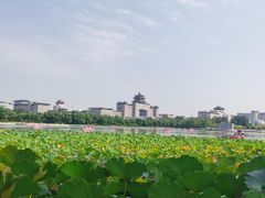 -莲花池公园