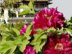 -莲花池公园
