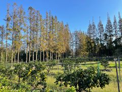 -前小桔亲子创意农场·草莓采摘·露营烧烤