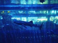 -成都浩海立方海洋公园