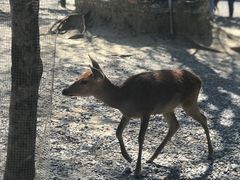 -鹿境梅花鹿生态园区
