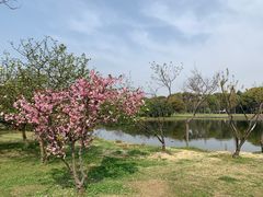 -无锡蠡湖国家湿地公园-蠡园