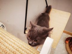 -飞行喵MR PILOT|猫舍·猫咖(静安大融城店)