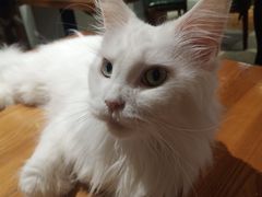 -猫小院猫主题餐厅(三里屯店)