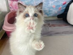 -糯米喵星人总部直营旗舰店·猫舍·幼猫出售