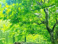 -莫干山风景区