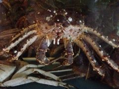 iphone_upload_pic-蟹之国·精品蟹料理(极地店)