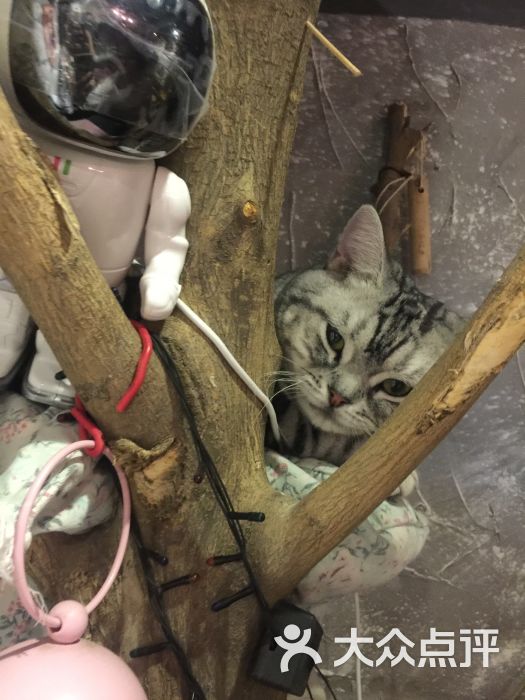鼓捣猫呢咖啡馆儿·猫主题咖啡图片 - 第248张