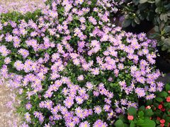 -双季花艺园艺市场(浦东店)