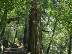 -天目山大树王景区