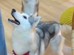 -Husky Go! 哈士奇体验馆·宠物咖啡厅狗咖