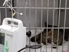 -纳吉亚猫专科动物诊疗中心(蒋宅口分院)