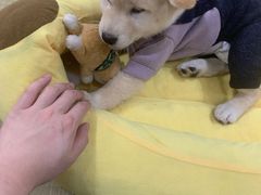 -逗柴咖啡屋·狗咖猫咖宠物桌游