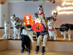 -Husky Go! 哈士奇体验馆·宠物咖啡厅狗咖