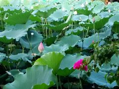 android_upload_pic-荷香居(洞企石路店)