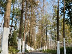 -合肥滨湖国家森林公园