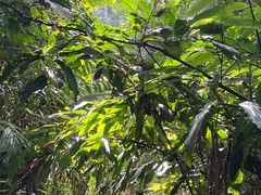 -西双版纳基诺山寨