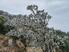 -梧桐山风景名胜区