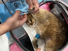 -纳吉亚猫专科动物诊疗中心(蒋宅口分院)