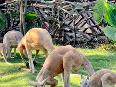 -泉州海丝野生动物世界