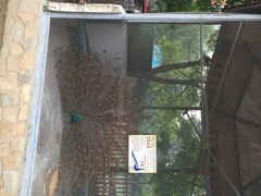 意大利农场-意大利农场度假村