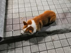 -小梁哥云吞面(黄贝岭店)