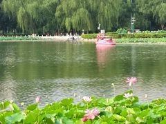 -莲花池公园