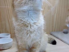 -屋虎猫馆(宝安大仟里店)