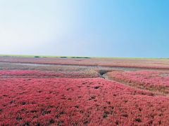 -红海滩国家风景廊道