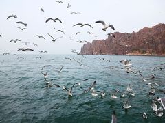 -长岛万鸟岛