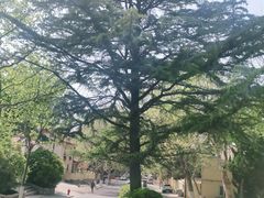 -八大关景区