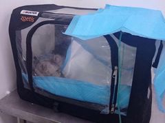 -成都民大动物医院