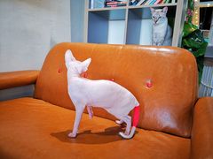 -藏猫猫咖啡主题馆(中央大道店)