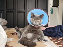 -米苏动物医院·犬猫专科·骨科外科内窥镜