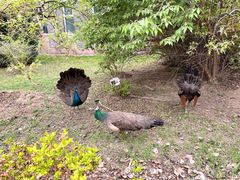 -北京麋鹿生态实验中心